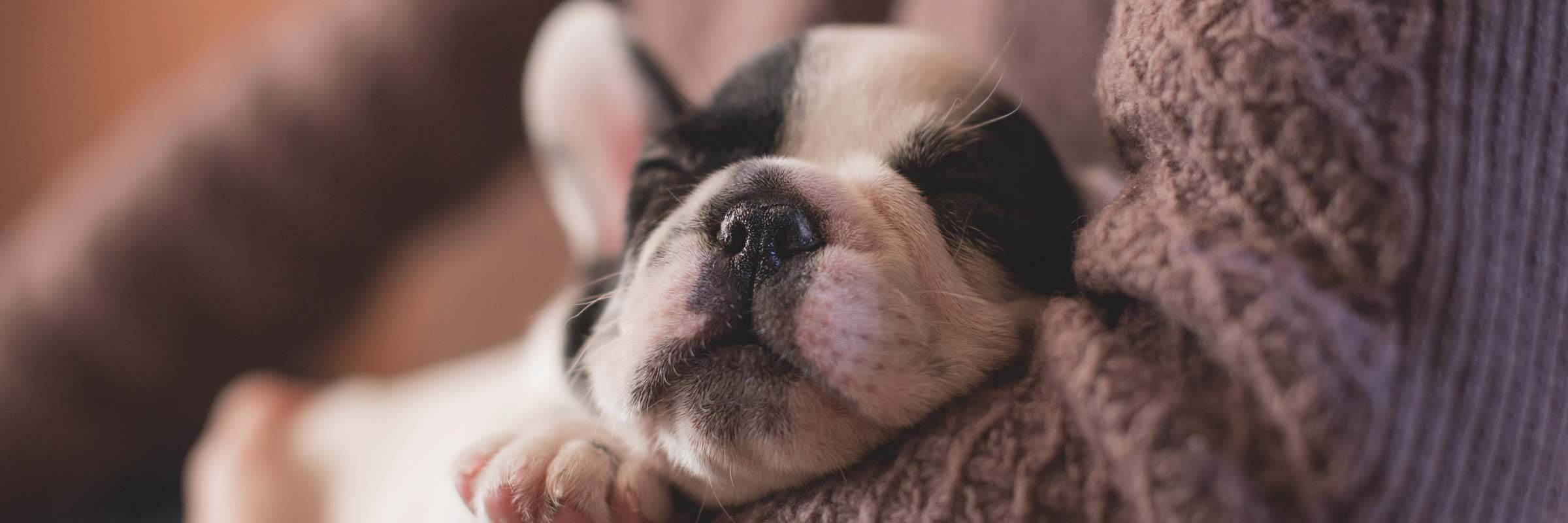Perrito en brazos